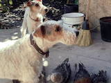Собаки, щенки Жесткошерстный фокстерьер, цена 4000 Грн., Фото
