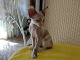 Кішки, кошенята Донський сфінкс, ціна 1500 Грн., Фото