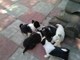 Собаки, щенки Русско-Европейская лайка, цена 700 Грн., Фото