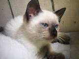 Кішки, кошенята Сіамська, ціна 500 Грн., Фото