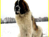 Собаки, щенята Московська сторожова, ціна 10000 Грн., Фото
