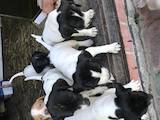 Собаки, щенята Англійський пойнтер, ціна 6000 Грн., Фото