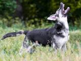 Собаки, щенки Восточно-Европейская овчарка, цена 12500 Грн., Фото