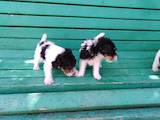 Собаки, щенята Жорсткошерстий фокстер'єр, ціна 800 Грн., Фото