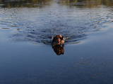 Собаки, щенята Німецька гладкошерста лягава, ціна 3000 Грн., Фото