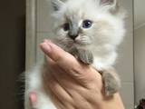 Кошки, котята Невская маскарадная, цена 3500 Грн., Фото