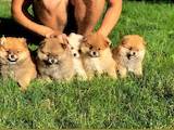 Собаки, щенки Померанский шпиц, Фото