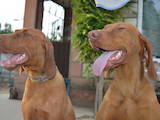 Собаки, щенки Венгерская выжла, цена 5200 Грн., Фото