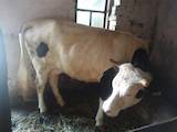 Животноводство,  Сельхоз животные Крупно-рогатый скот, цена 10000 Грн., Фото