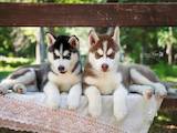 Собаки, щенята Сибірський хаськи, ціна 18000 Грн., Фото