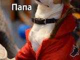 Собаки, щенята Джек Рассел тер'єр, ціна 8000 Грн., Фото