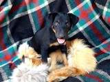 Собаки, щенята Ягдтер'єр, ціна 1000 Грн., Фото