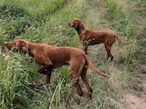 Собаки, щенки Венгерская выжла, Фото