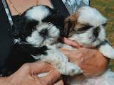 Собаки, щенки Ши-тцу, цена 6000 Грн., Фото