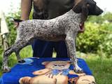 Собаки, щенята Німецька гладкошерста лягава, ціна 5000 Грн., Фото