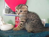 Кошки, котята Шотландская вислоухая, цена 1300 Грн., Фото