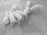 Собаки, щенки Аргентинский дог, цена 5000 Грн., Фото