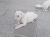 Собаки, щенки Аргентинский дог, цена 5000 Грн., Фото
