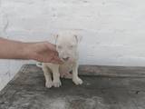 Собаки, щенята Аргентинський дог, ціна 5000 Грн., Фото