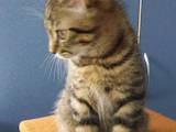 Кішки, кошенята Шотландська висловуха, ціна 150 Грн., Фото