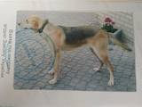 Собаки, щенята Російський хорт, ціна 1000 Грн., Фото