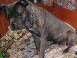 Собаки, щенята Кане Корсо, ціна 3500 Грн., Фото