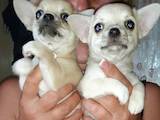 Собаки, щенки Чихуа-хуа, цена 3500 Грн., Фото