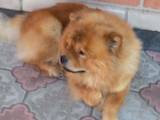 Собаки, щенки Чау-чау, цена 5000 Грн., Фото