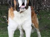 Собаки, щенята Сенбернар, ціна 13000 Грн., Фото