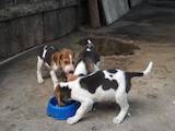 Собаки, щенята Російський хорт, ціна 2200 Грн., Фото
