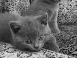 Кошки, котята Британская короткошерстная, цена 1700 Грн., Фото