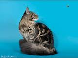 Кішки, кошенята Мейн-кун, ціна 7000 Грн., Фото
