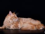 Кішки, кошенята Мейн-кун, ціна 7000 Грн., Фото