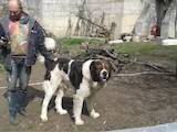 Собаки, щенки Кавказская овчарка, цена 25000 Грн., Фото