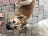 Собаки, щенята Американський акіта, ціна 5000 Грн., Фото