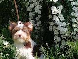 Собаки, щенята Йоркширський тер'єр, ціна 26000 Грн., Фото