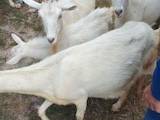 Тваринництво,  Сільгосп тварини Кози, ціна 1000 Грн., Фото