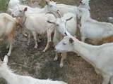 Животноводство,  Сельхоз животные Козы, цена 1000 Грн., Фото