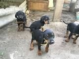 Собаки, щенята Різне, ціна 3000 Грн., Фото