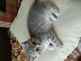 Кошки, котята Британская короткошерстная, цена 2000 Грн., Фото