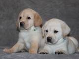 Собаки, щенки Лабрадор ретривер, цена 13500 Грн., Фото