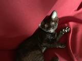 Кошки, котята Корниш-рекс, цена 5000 Грн., Фото