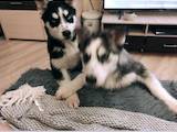Собаки, щенки Сибирский хаски, цена 1500 Грн., Фото