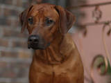 Собаки, щенята Родезійського ріджбек, ціна 29000 Грн., Фото