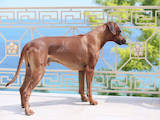 Собаки, щенки Родезийский риджбек, цена 29000 Грн., Фото
