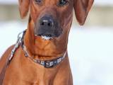 Собаки, щенята Родезійського ріджбек, ціна 29000 Грн., Фото