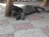Собаки, щенята Німецька жорсткошерста лягава, ціна 200 Грн., Фото