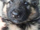 Собаки, щенята Східно-Європейська вівчарка, ціна 2000 Грн., Фото
