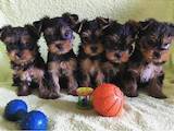 Собаки, щенята Йоркширський тер'єр, ціна 3500 Грн., Фото