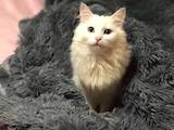 Кошки, котята Турецкая ангора, Фото